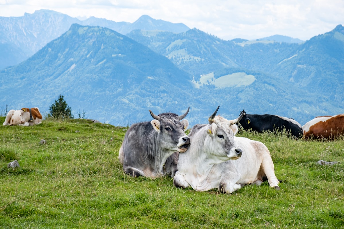 Grass-fed cattle grazing in a green mountain pasture